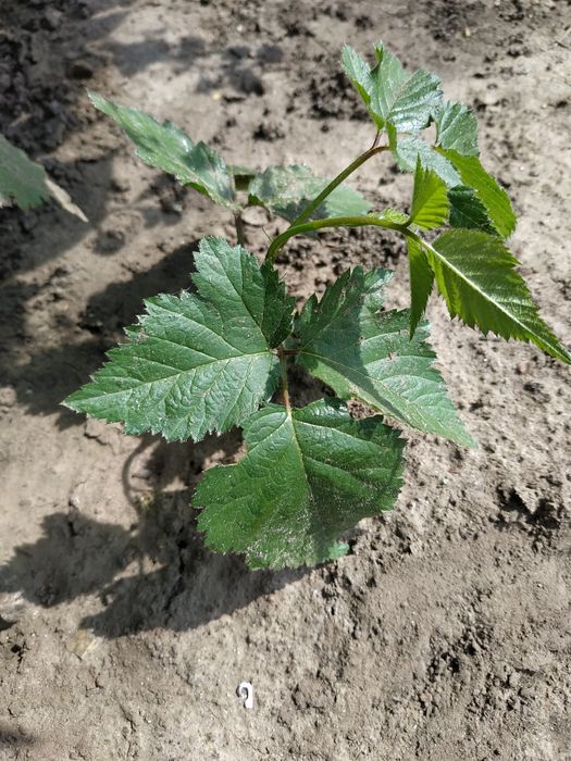 Ежевика  без шипов.