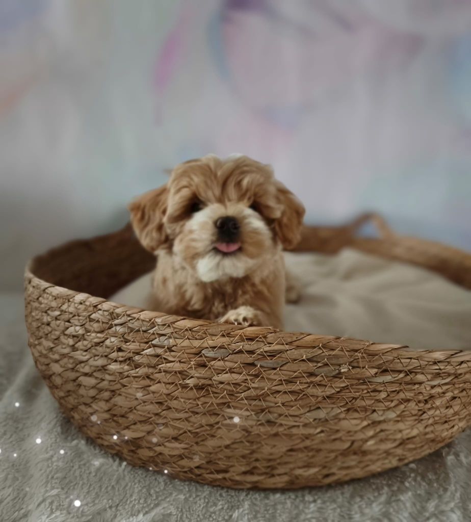 Cudowna suczka rasy maltipoo