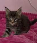 Kocurek Maine Coon WCF