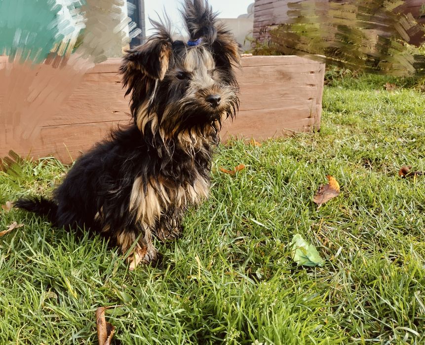 Yorkshire terrier york piesek