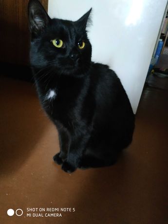 Черношерстный котик (не кастрированный) ищет дом