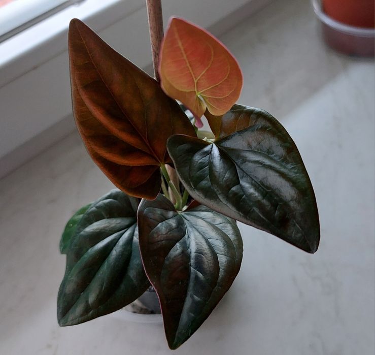 Syngonium, zroślicha Red Arrow, piękne wybarwienie