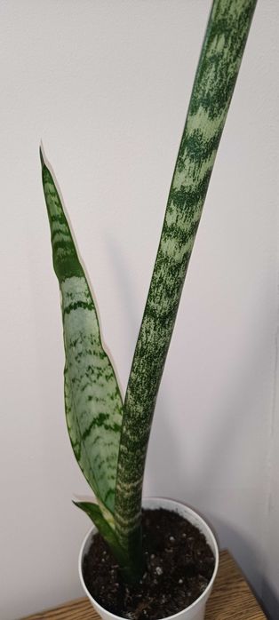 Сансевієрія сансевієрія   трифасціата високоросла
