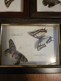 Бабочки картины под стеклом