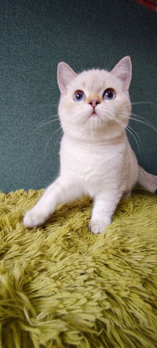 Szkocka koteczka szynszyla point wcf