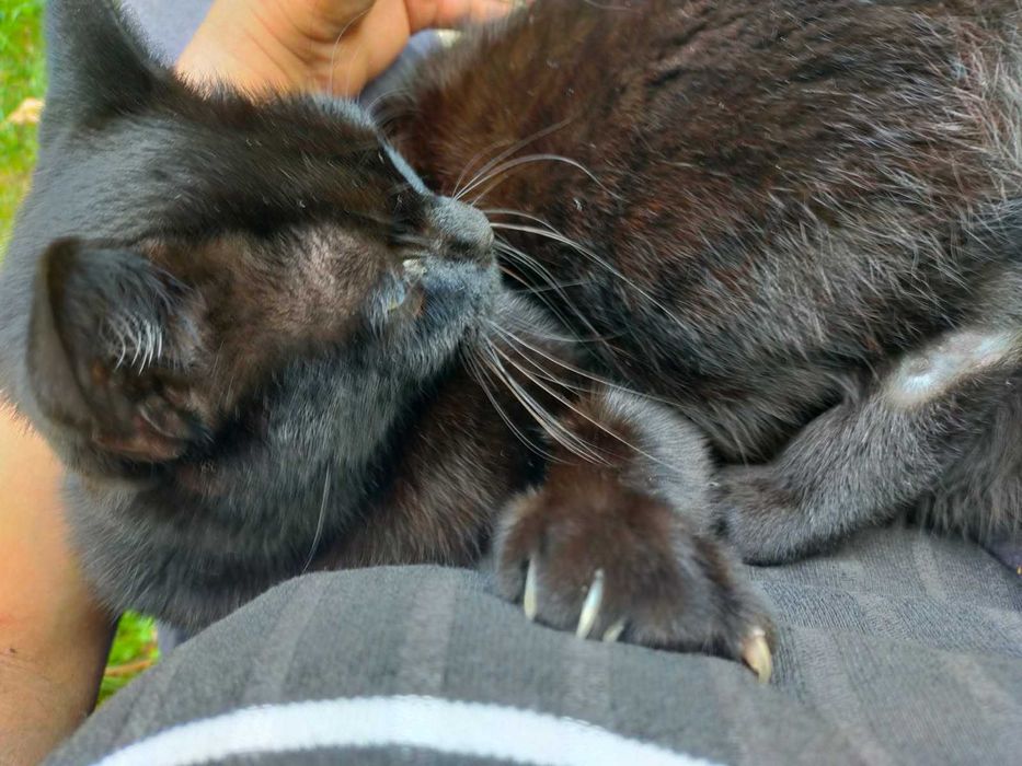 RocznA KOTKA DO ADOPCJI Zielona Góra
