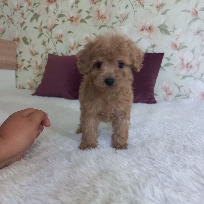 Большой выбор малышей мальтипу