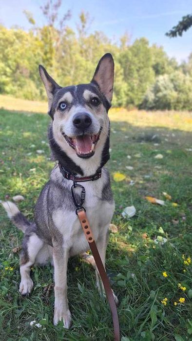 Pies Nr 411/25 KRATOS Schronisko Chorzów PsiKot