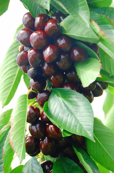 Хурма Інжир Яблуня Персик Черешня Груша Слива Абрикос Азіміна Магнолії