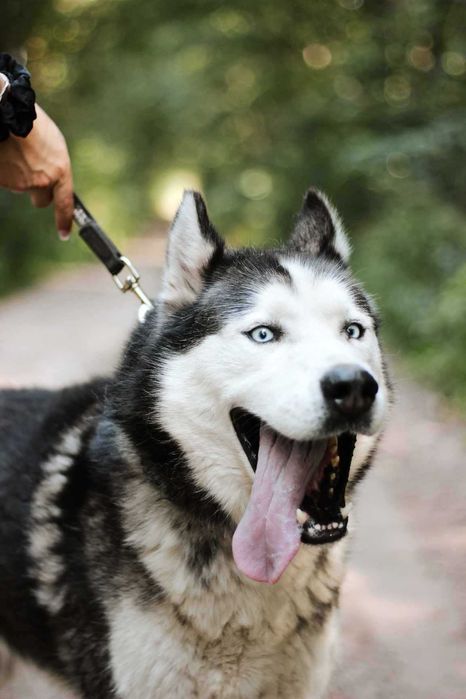 Gryf w typie husky szuka domu !