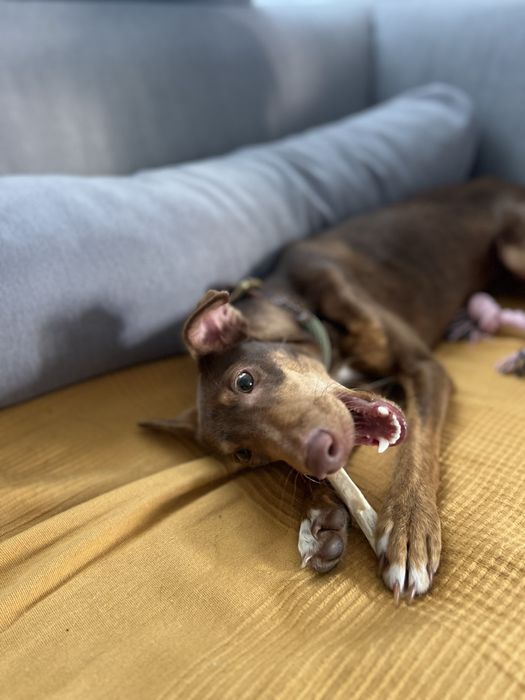 TERRA - cachorra para adoção responsavel