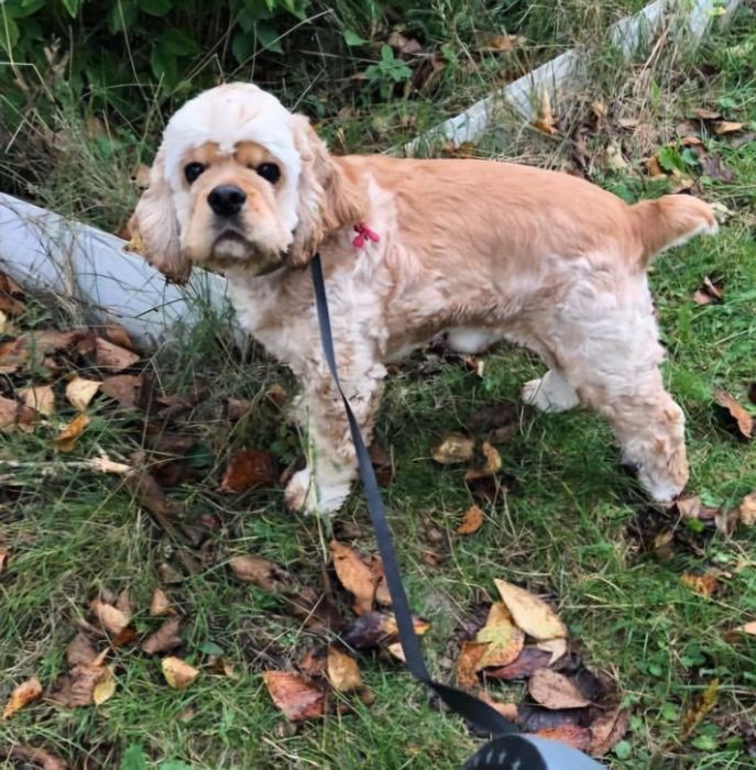 Хлопчик чекає  наречену