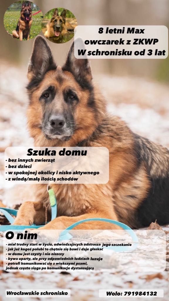Owczarek Niemiecki Max do adopcji!