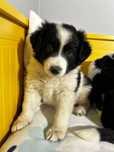 Piesek szczeniak Border Collie czarno biały