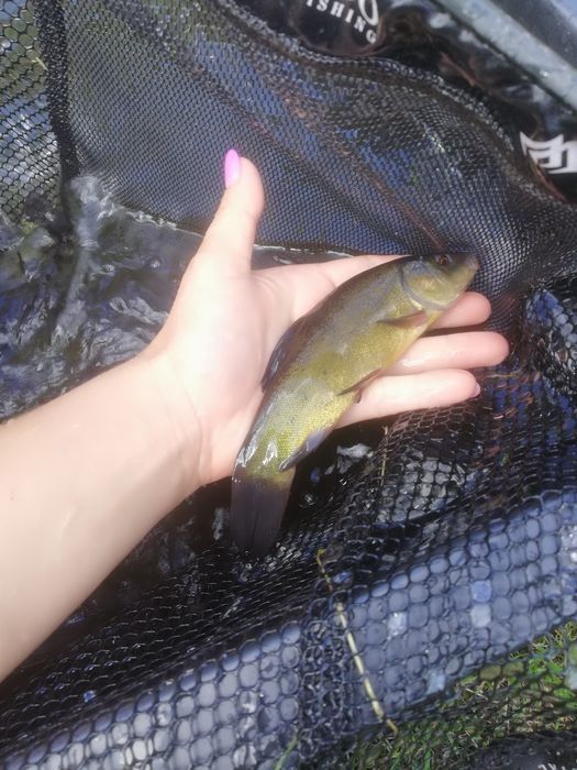 Lin narybek 15-20cm, Jesiotr, karp