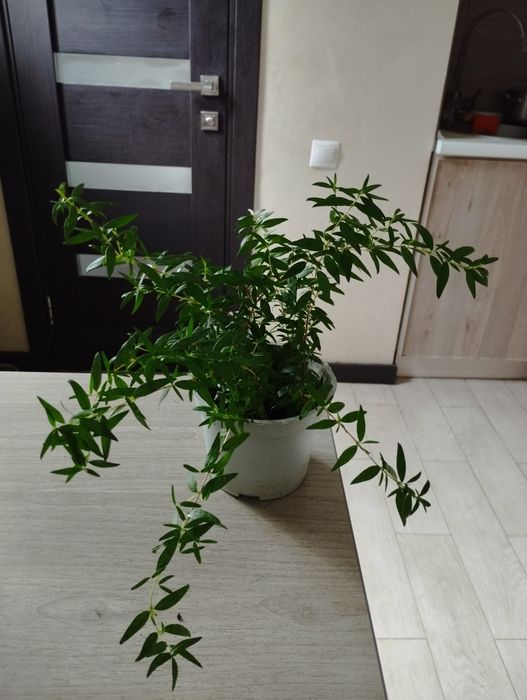 Мирт комнатный, мелколистный