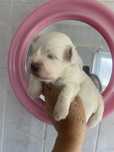 Bichon maltes macho olhos azuis