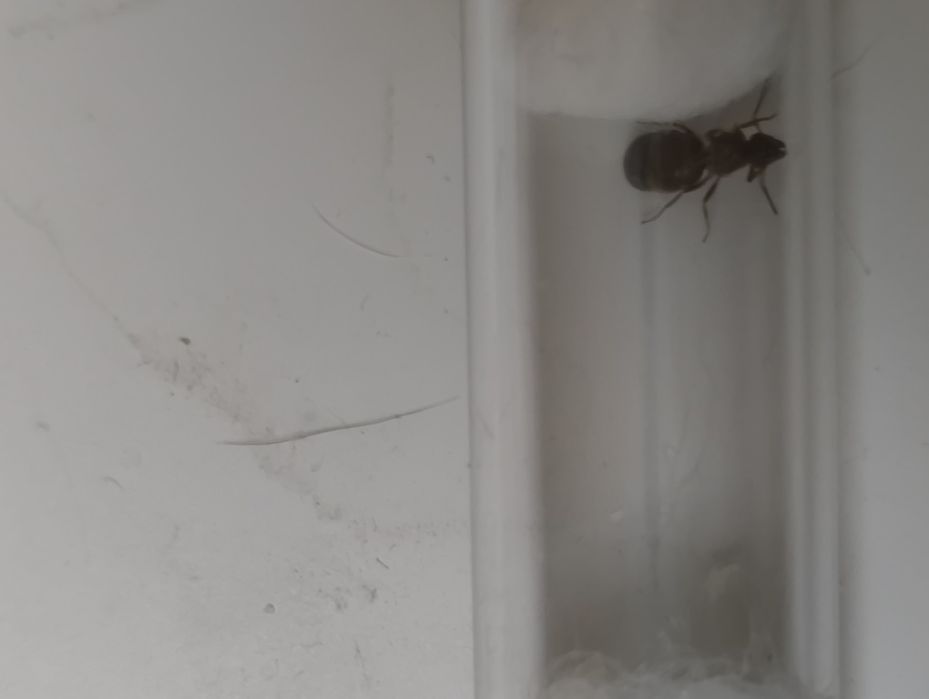 lasius emarginatus samotna q + potomstwo