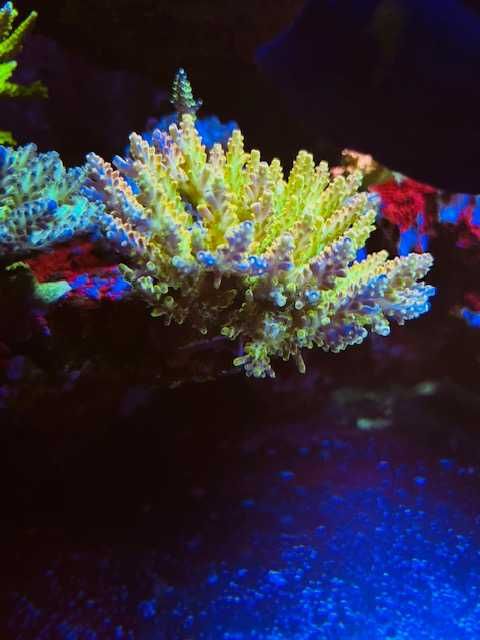 Acropora Szczepki Koralowce SPS