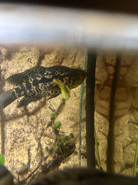 Parachromis managuensis Pielęgnica managuańska