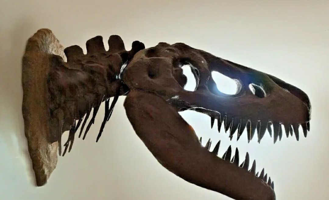 Crânio de T-Rex fóssil de parede