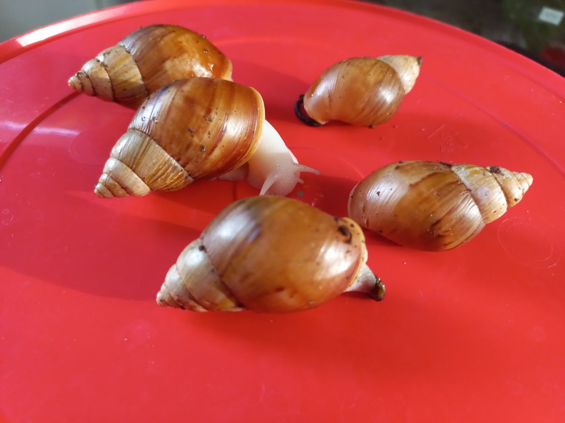 Ślimak afrykański lissachatina fulica albino body