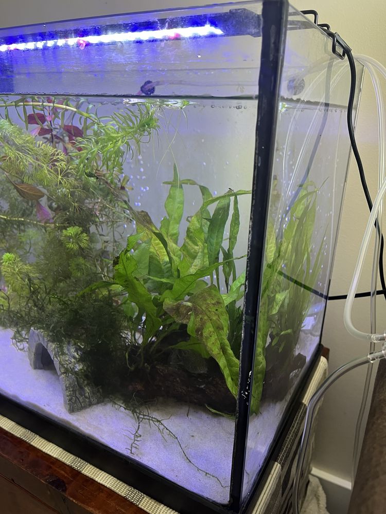 Aquario 100x30x40 usado
