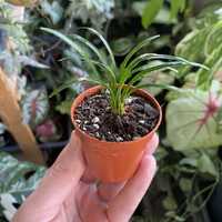 Офіопогон / Ophiopogon minor