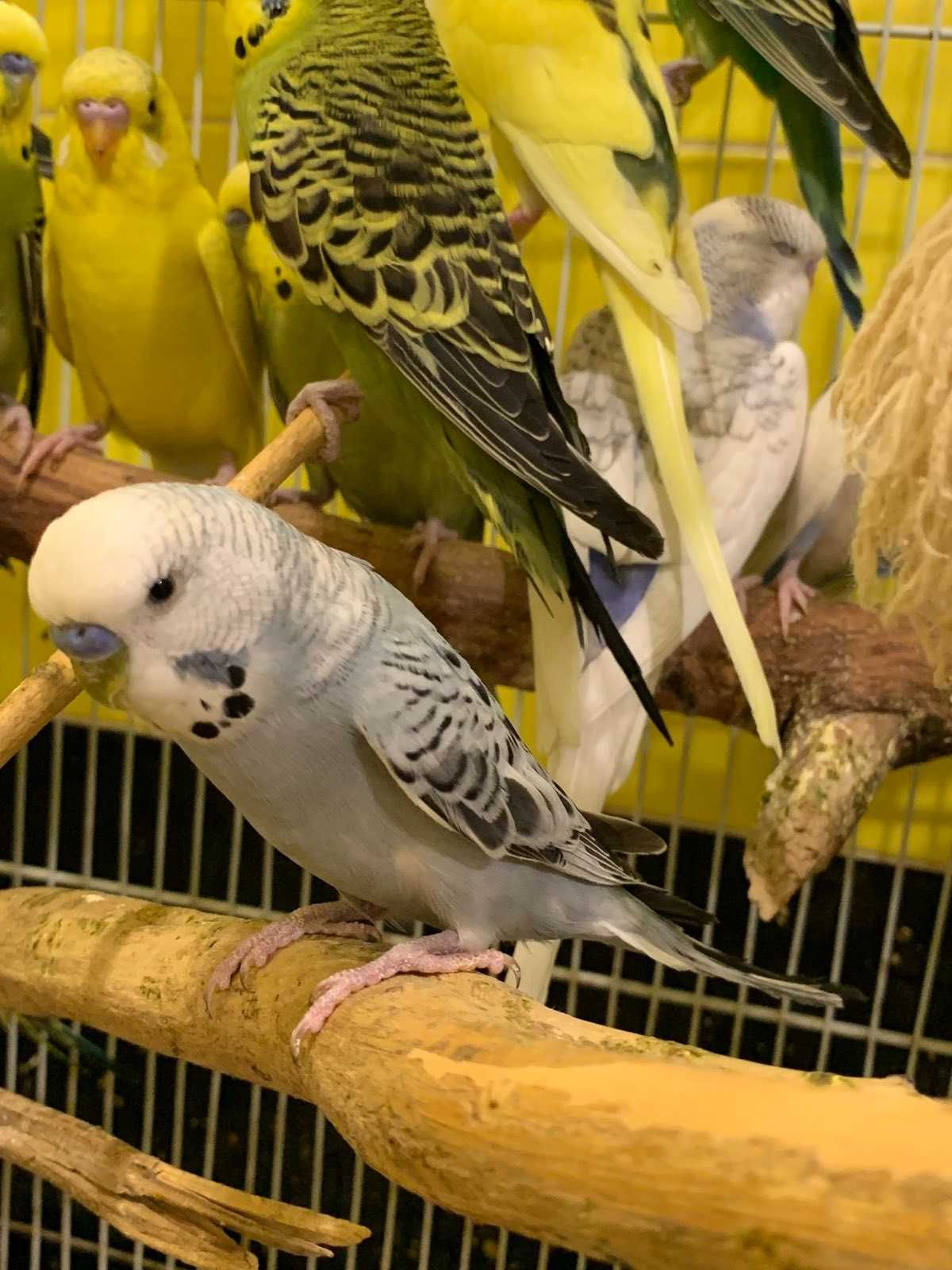 Продам ручного волнистого попугайчика получеха разных окрасок