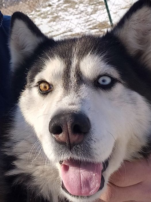 Вязка сибірський хаскі