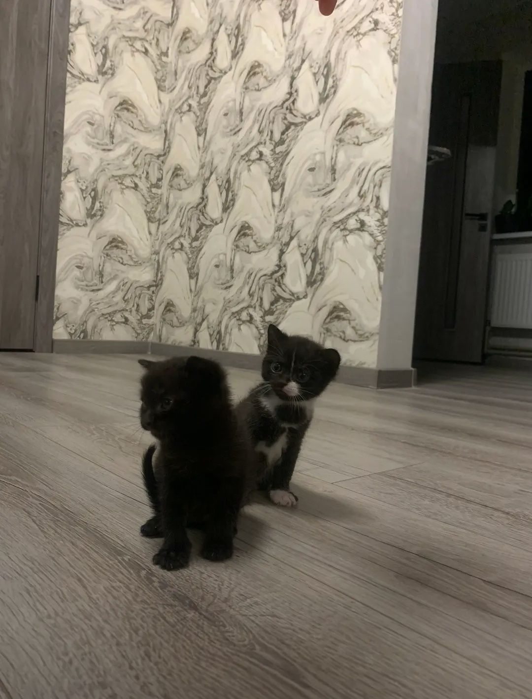 Кошенята 1 місяць в люблячі ручки