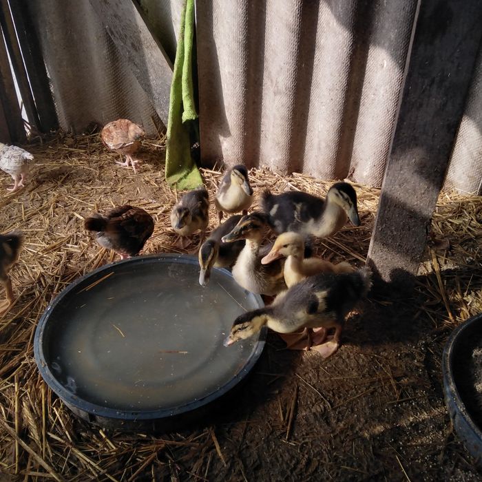 Jajka wiejskie kacze, gęsi, kurze