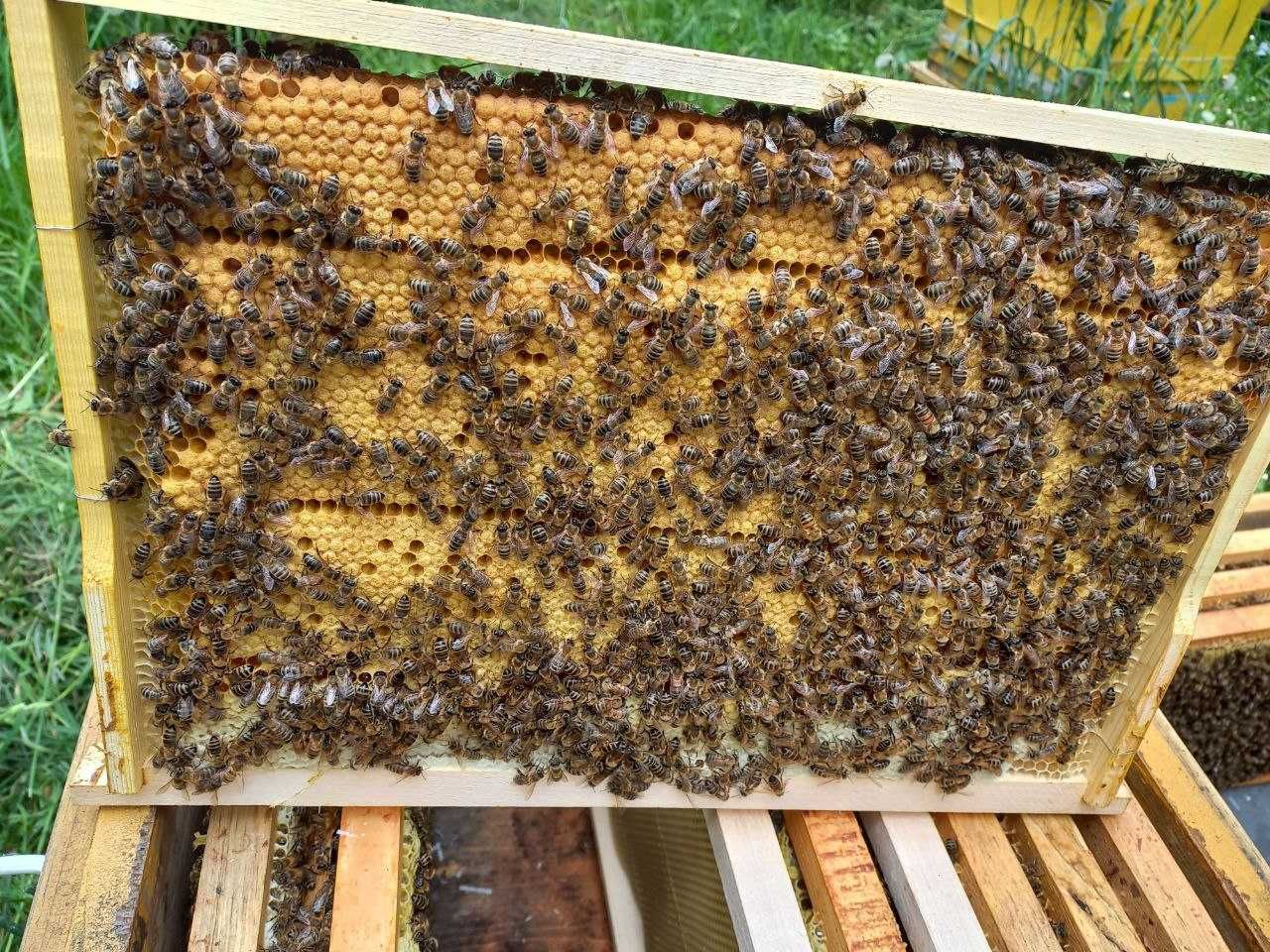 Продаються бджолопакети