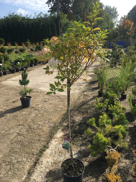 Hortensja na pniu Hydrangea paniculata „Limelight” PBR