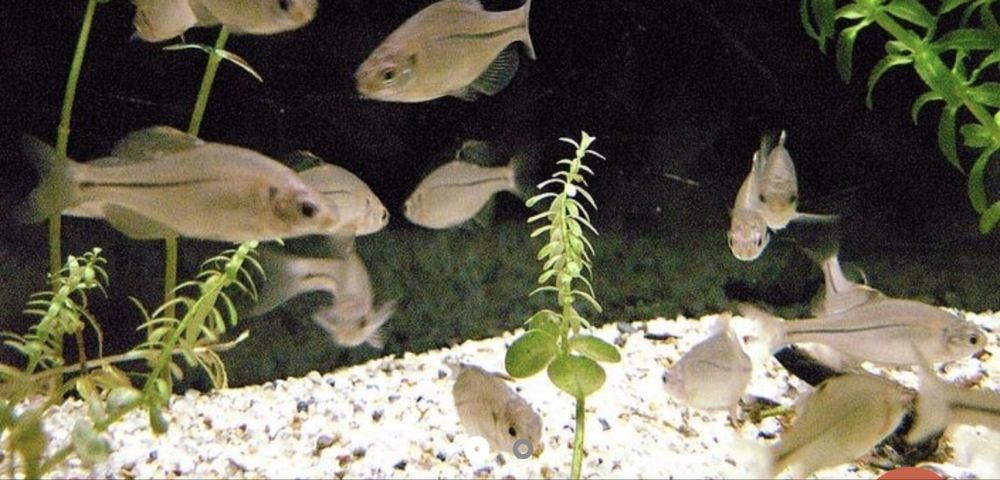 30szt rybka Tęczówka zamiana akwarium,filtry inne rzeczy