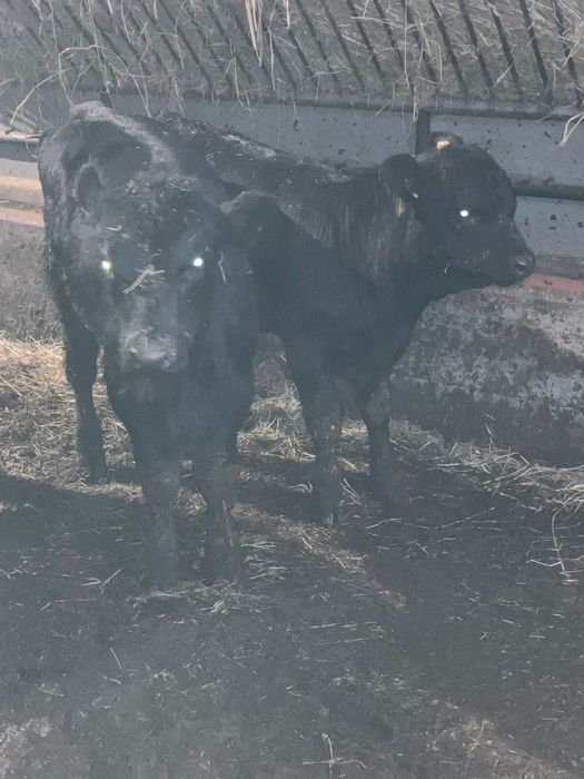 W sprzedaży byczki cielaki byki bydło