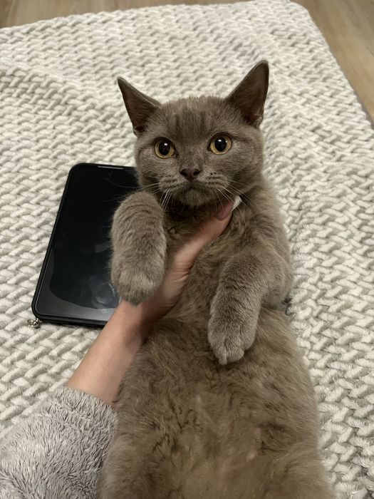 Kocurek brytyjski liliowy GOTOWY NA ODBIOR W KAZDEJ CHWILI