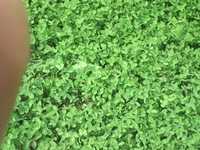 Ekologiczna koniczyn trawa lecerna siano bele tymotka lucerna,gorczyc