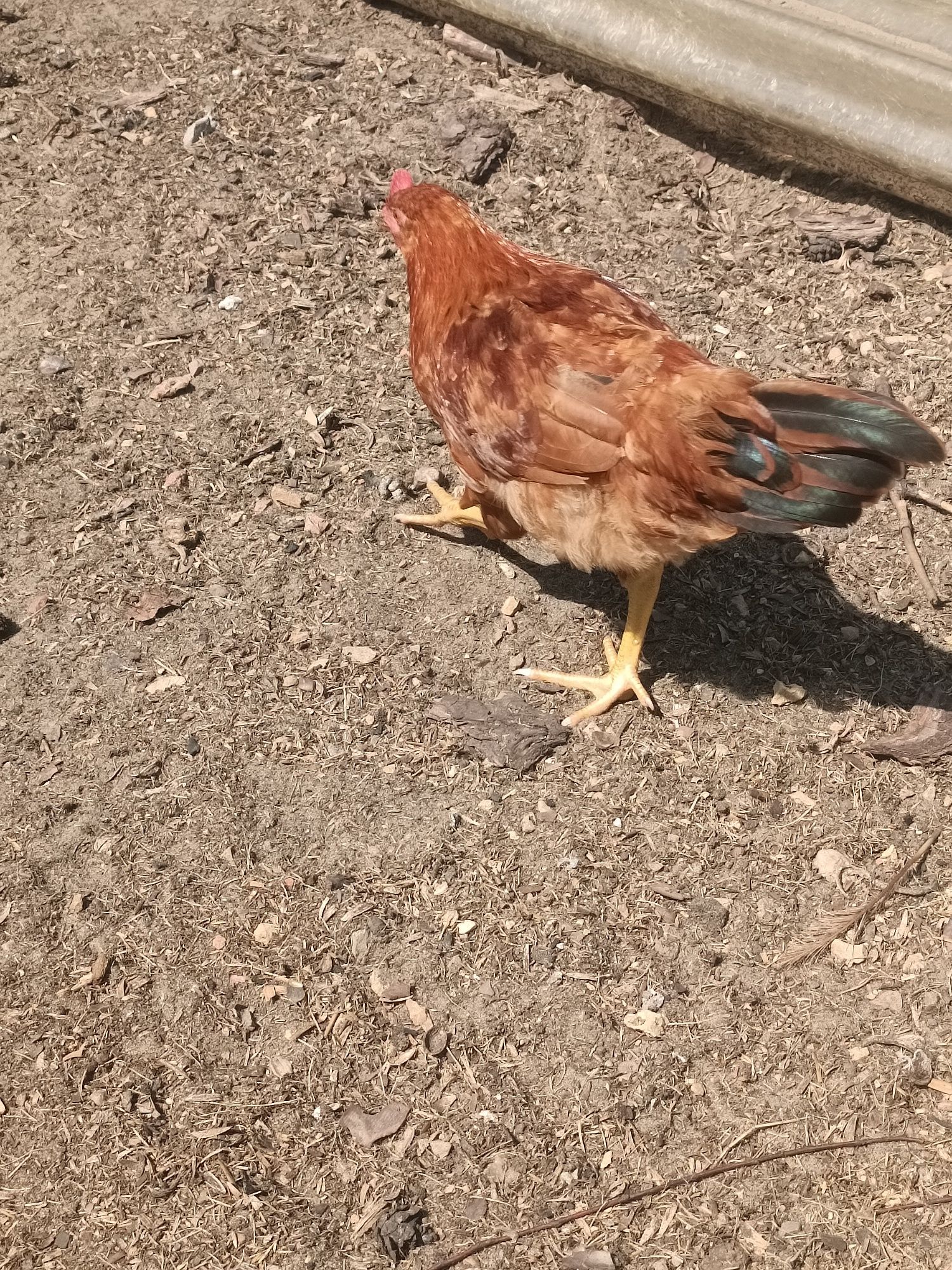 Koguty zdrowe rasy Rossa, leghorn i inne