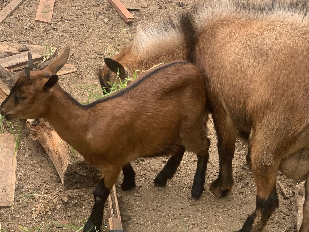 Cabras anas jovens