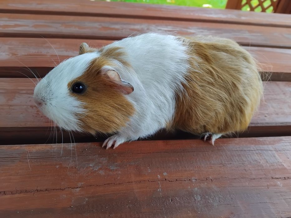 Świnka morska karwia domowa