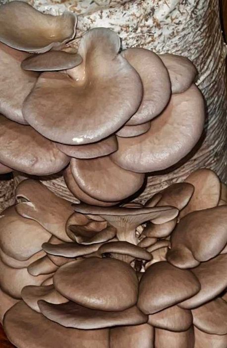 Свіжі Гриби Глива(вешенка)