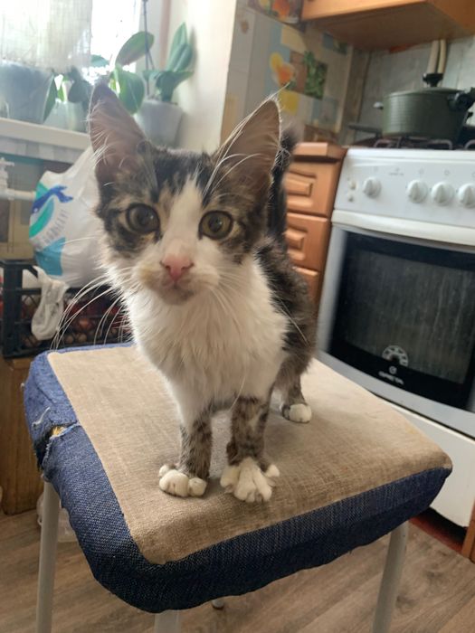 Котик в хороші руки