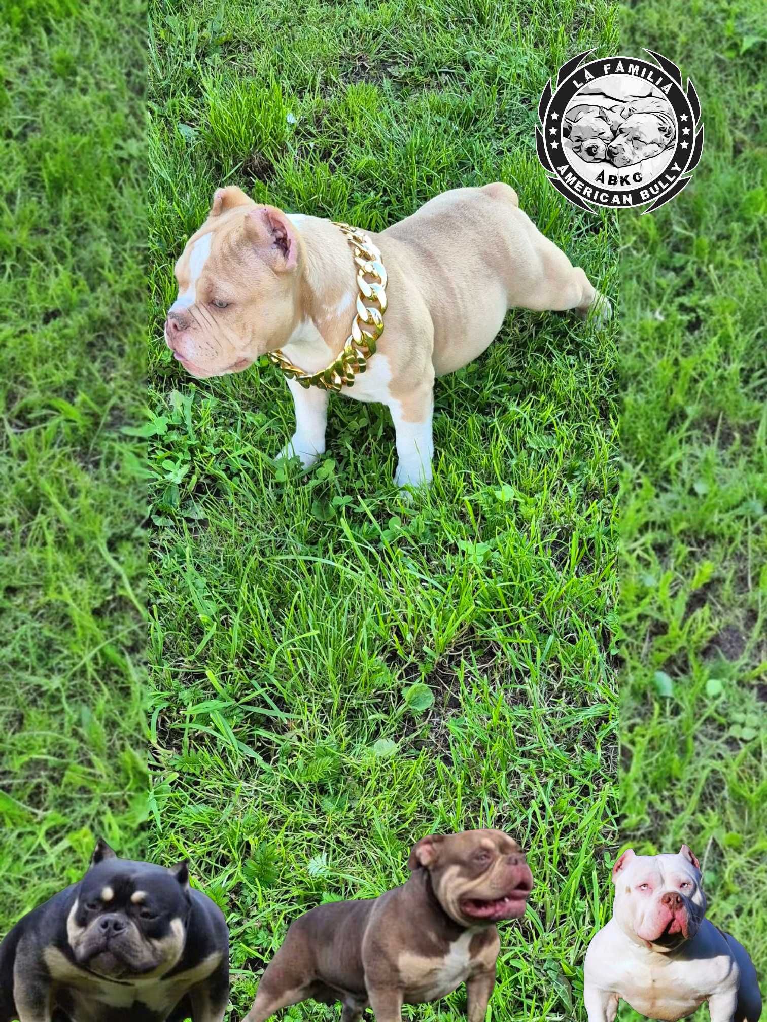 American bully abkc
