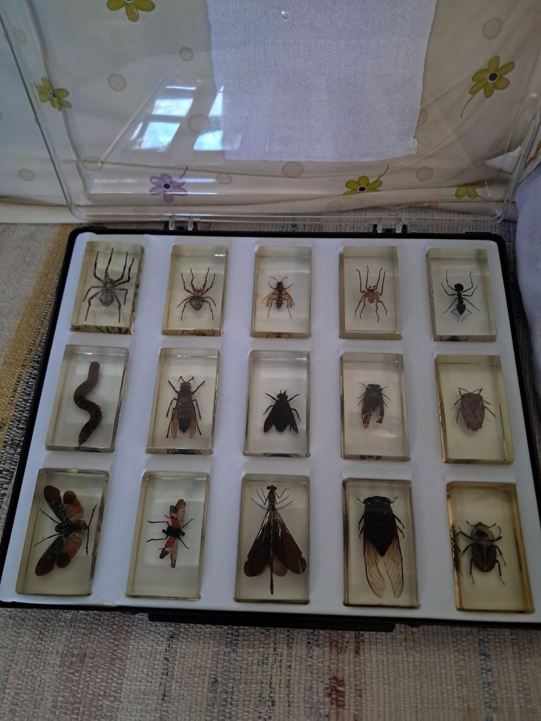 Colecção Insectos Nacional Geographic