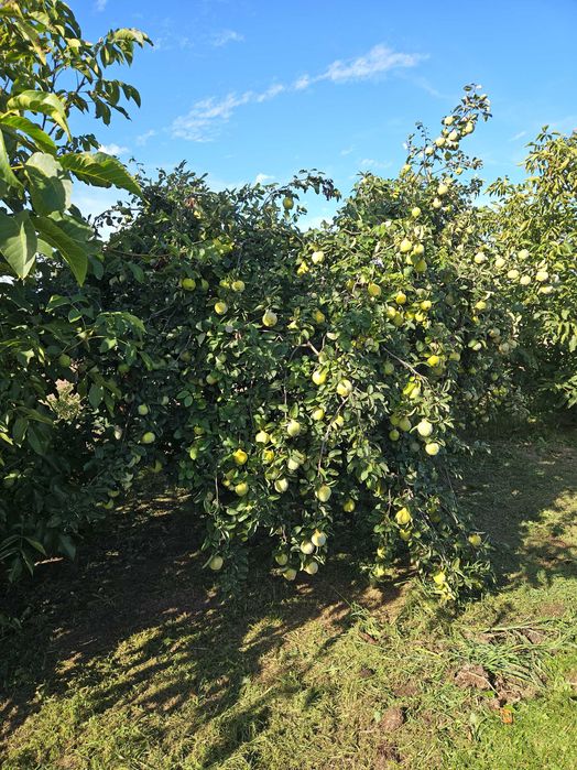 Pigwa ekologiczna z wlasnego ogrodu