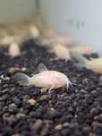 11 Corydoras albinas disponíveis