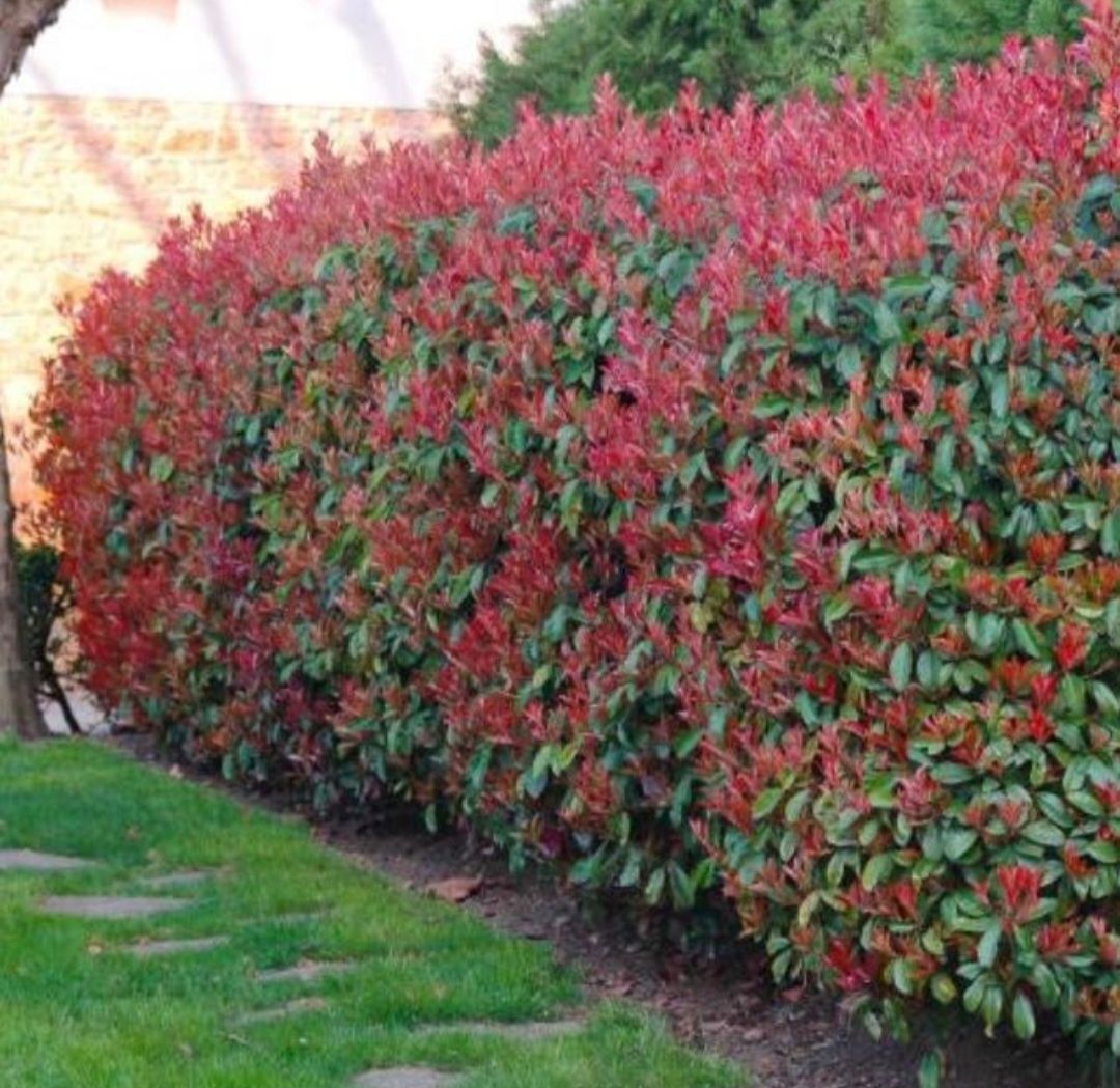 Photinias/Fotinias