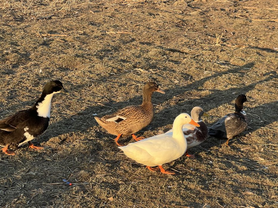 Sprzedam kaczki call duck