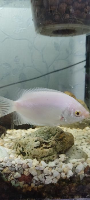 Рыбки аквариумные